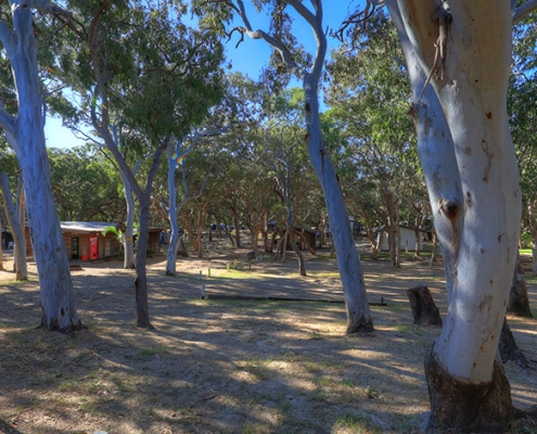 camping site surrounded by trees