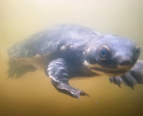Tortoise swimming